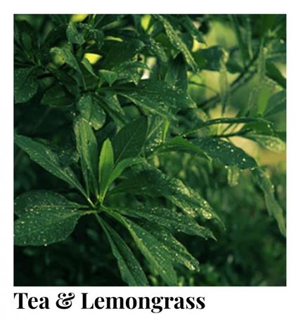 Comprar TEA & LEMONGRASS HANDMADE  CANDLE  CERERIA MOLLA 1899